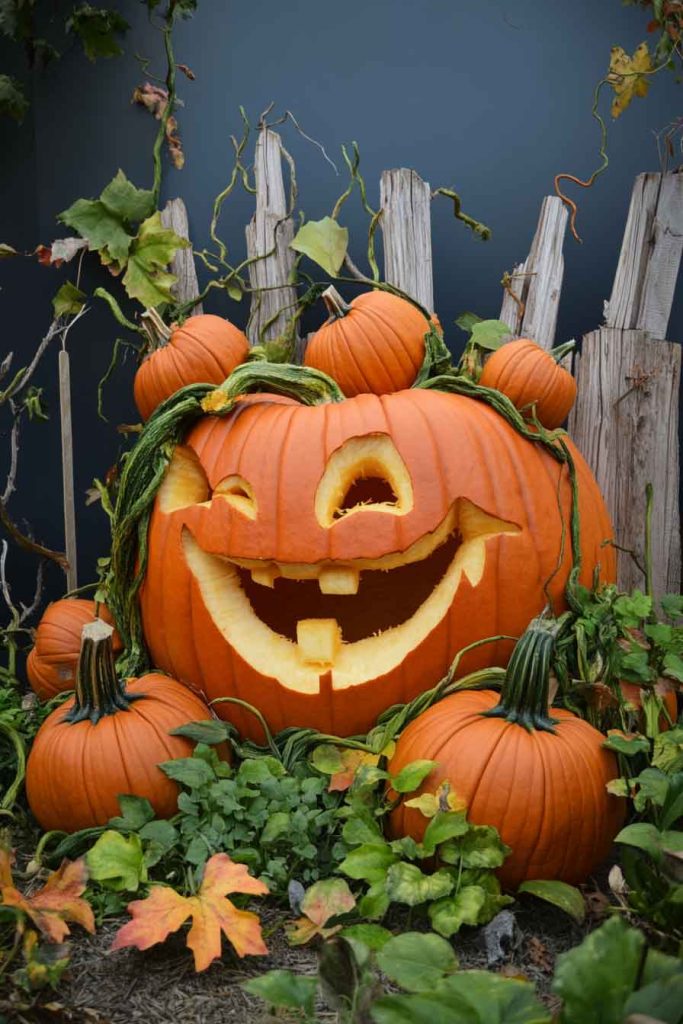 Smiling Pumpkin Patch Scene