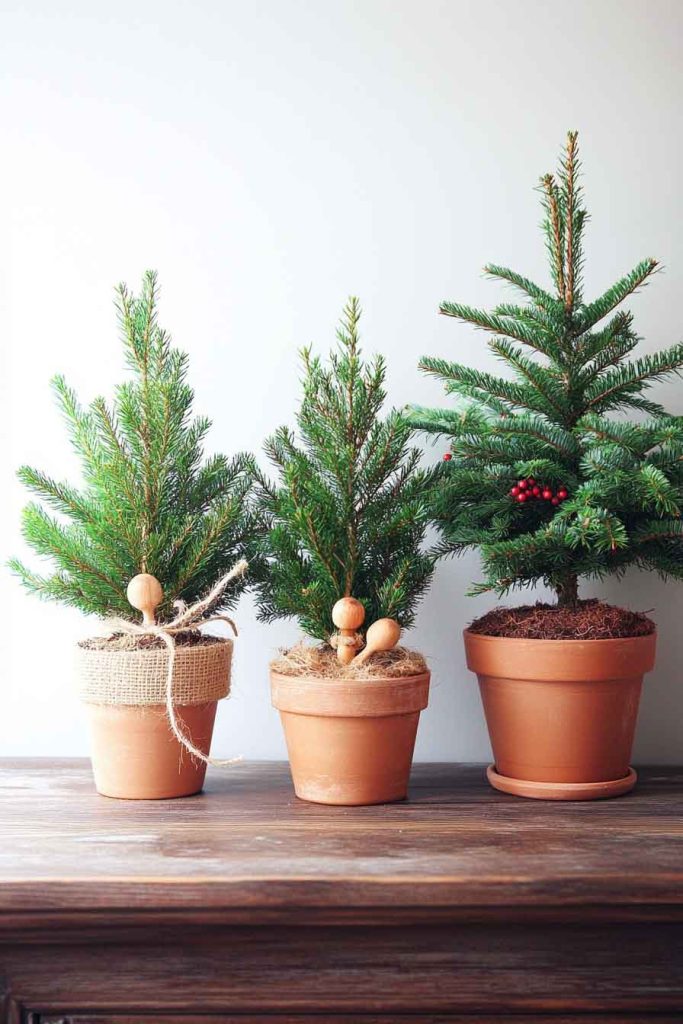 Potted Evergreen Trees as Living Decorations