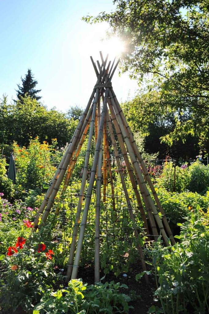 Bamboo Teepee Trellis