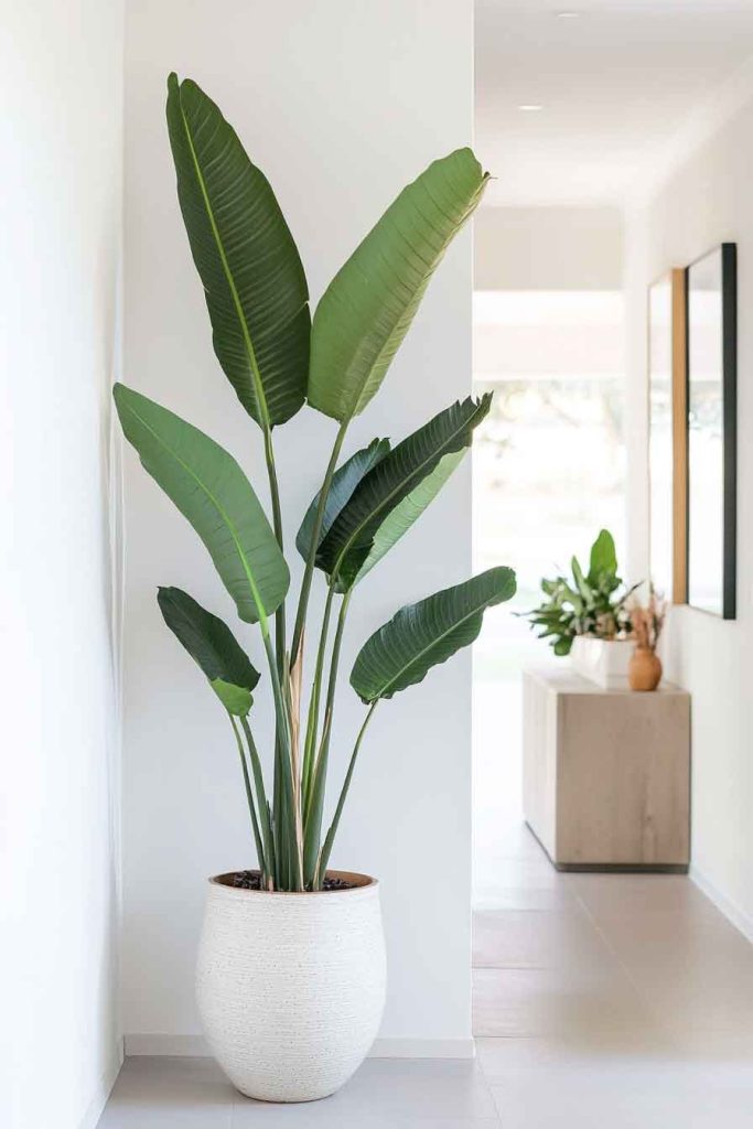  Incorporate Indoor Plants for Life and Freshness