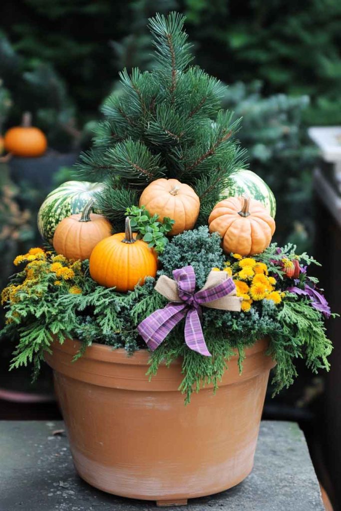 Potted Evergreens with Fall Accents