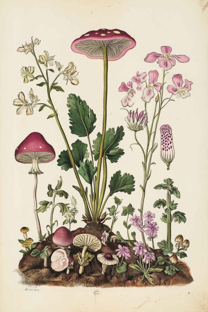 Botanical Prints and Illustrations