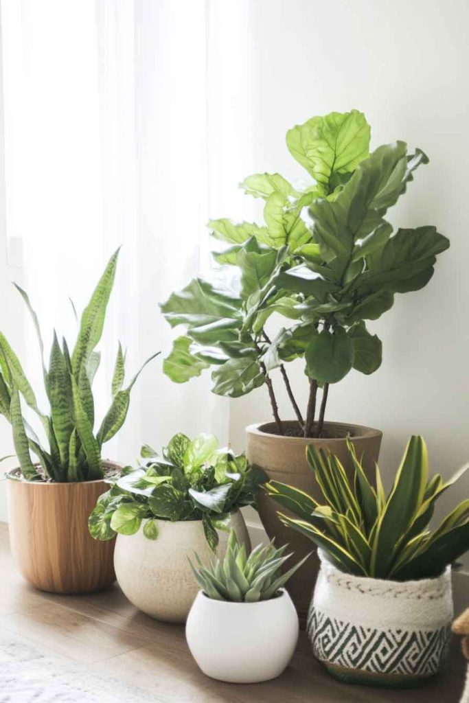 Incorporate Indoor Plants