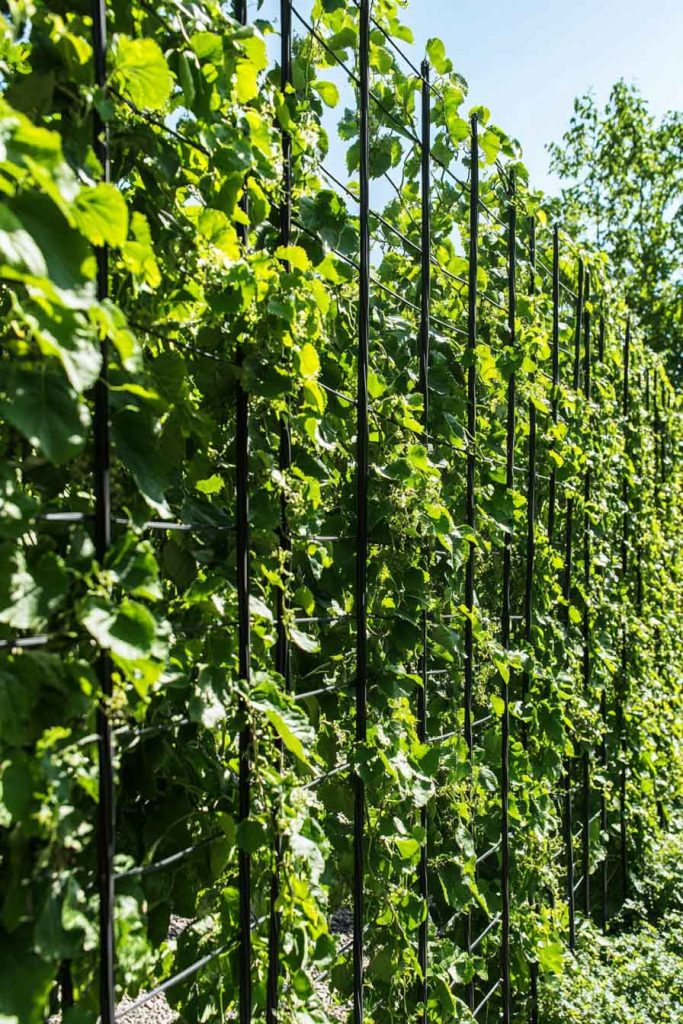 Espalier Wire Trellis