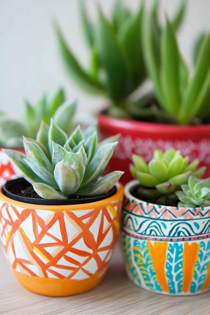 Painted Terra Cotta Planters with Succulents