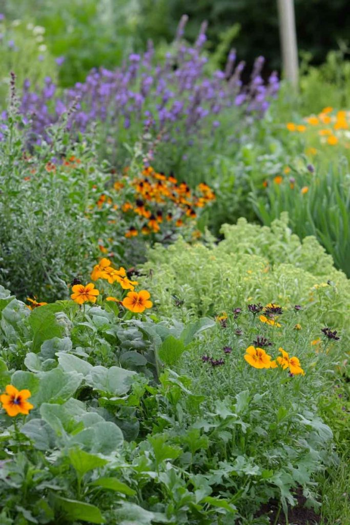 Edible Flower Beds