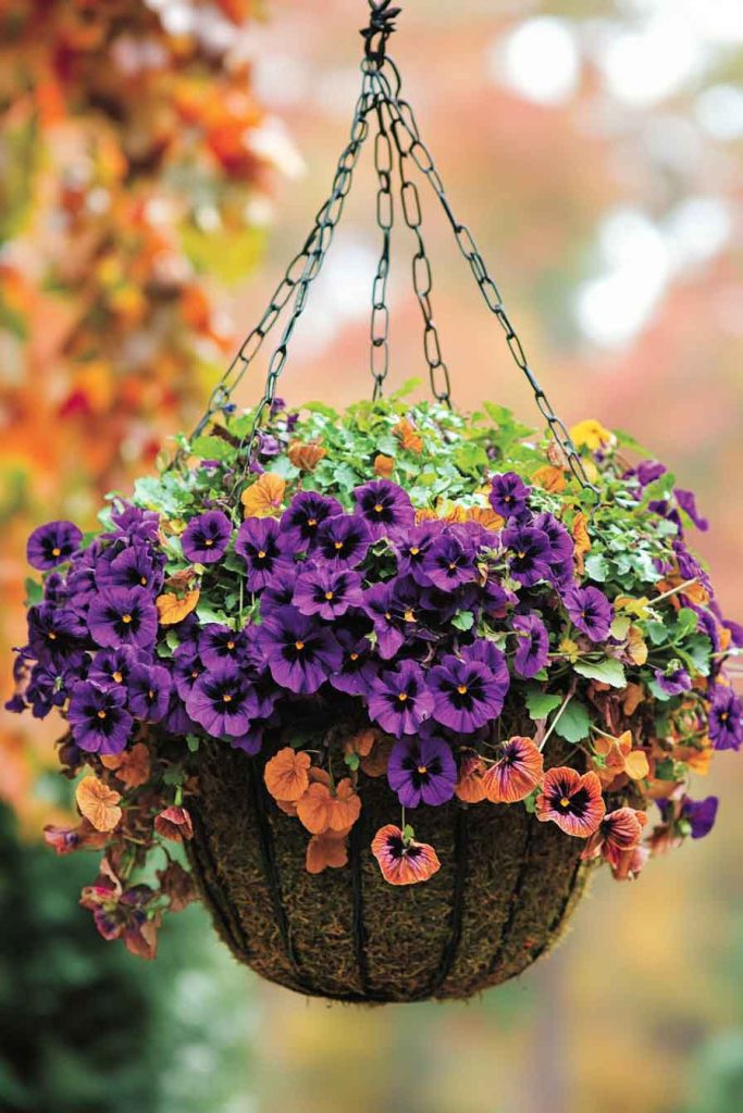 Hanging Baskets with Fall Plants