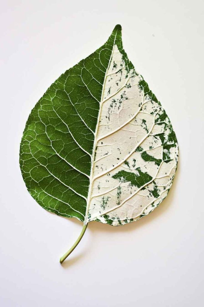 Botanical Print Art with Real Plant Leaves