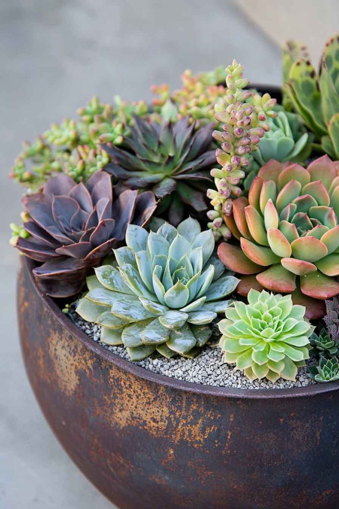 Industrial-Style Succulent Arrangement