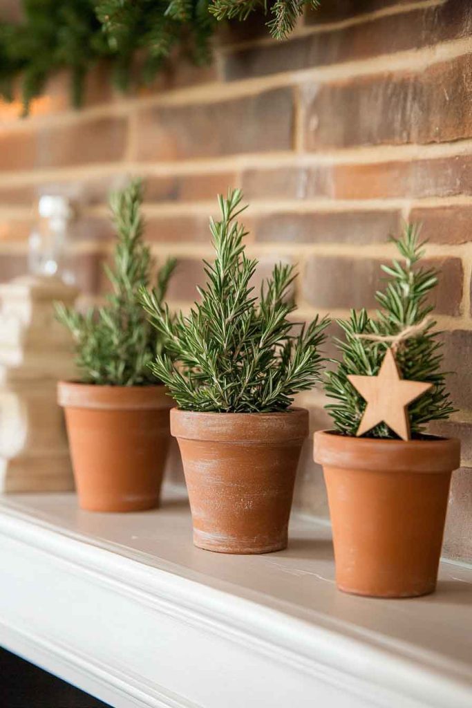 Rosemary Topiary Trees for Mantel