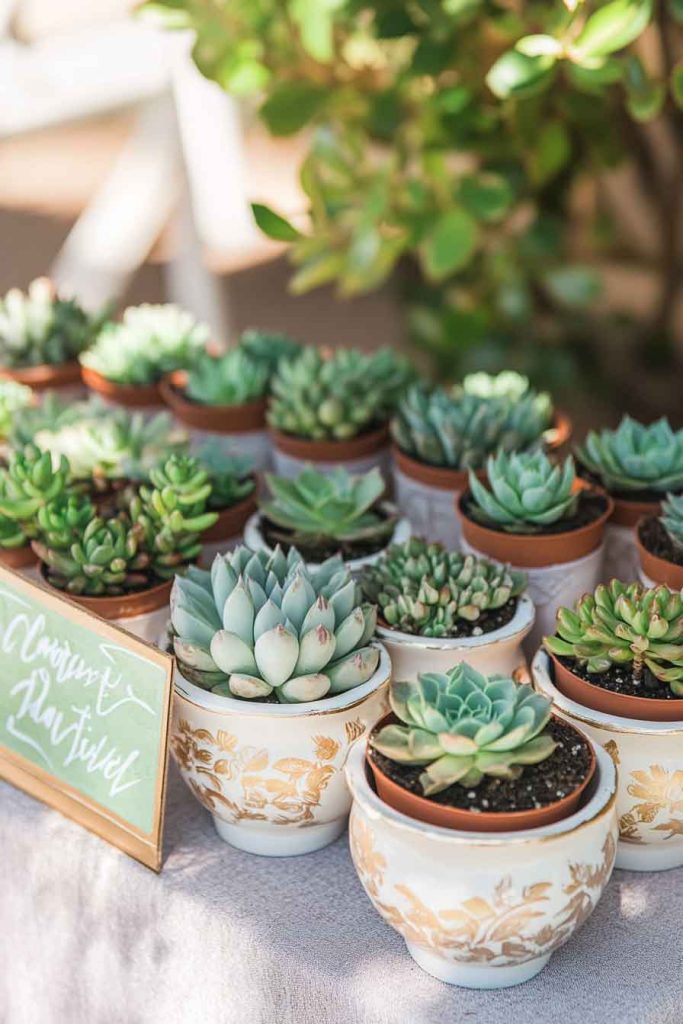 Succulent Wedding Favor Display