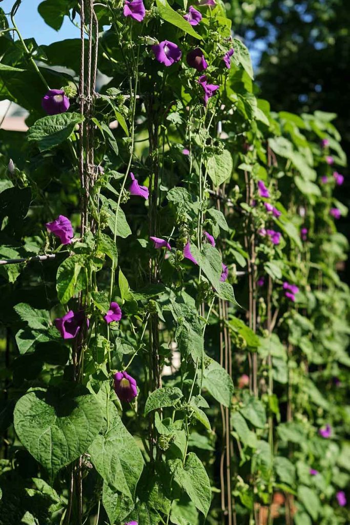 Plant Selection Coordination