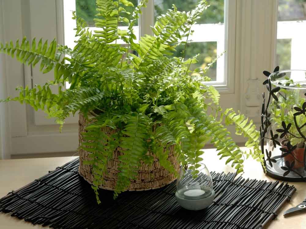 Boston Fern (Nephrolepis exaltata)