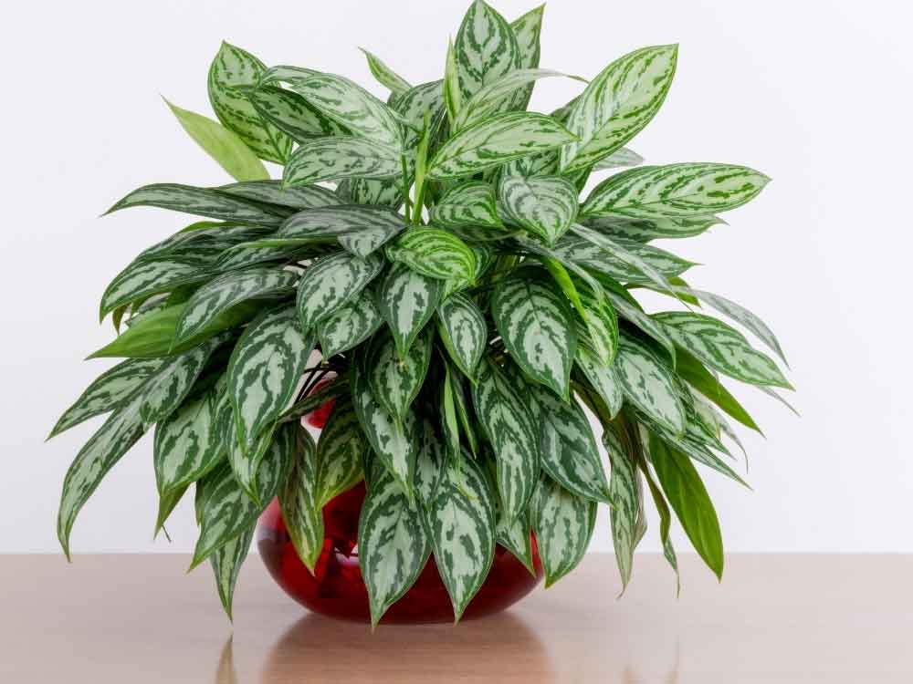 Chinese Evergreen (Aglaonema)