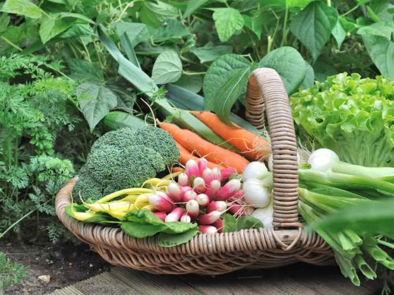 Fall Garden Vegetables Ideas to Grow