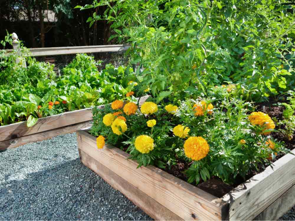 Flower Bed Ideas