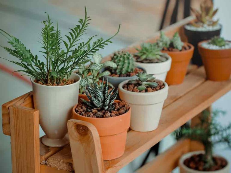 Low Maintenance Indoor Plants