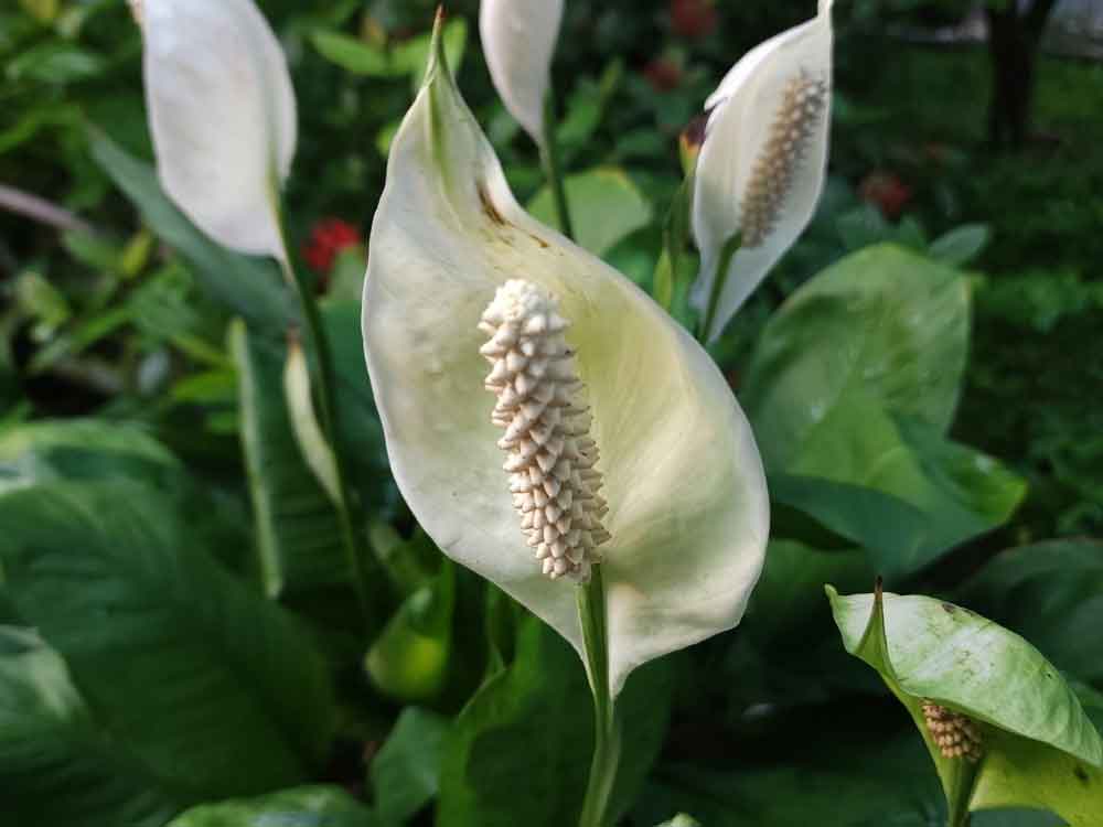 Peace Lily (Spathiphyllum)