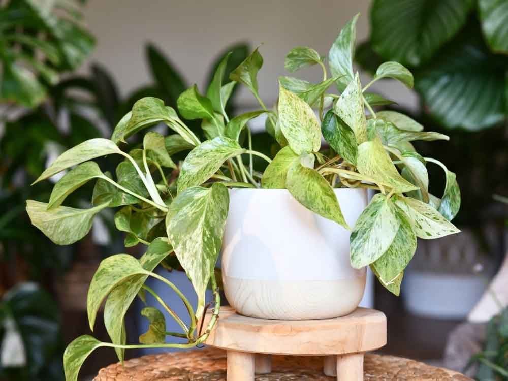 Pothos (Epipremnum aureum)