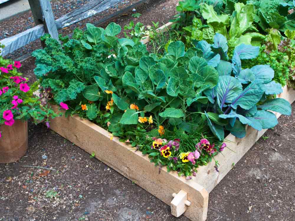 Raised Garden Bed Plans