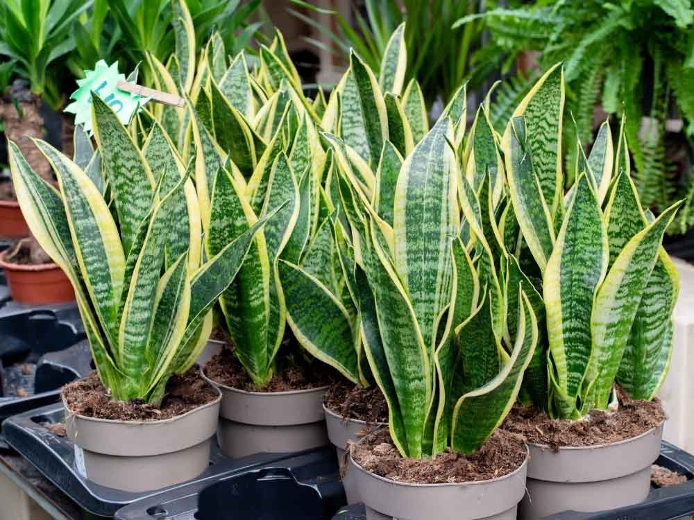 Snake Plant (Sansevieria)