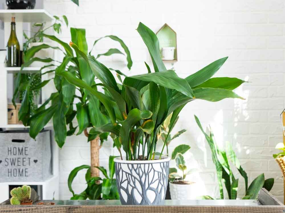 Cast Iron Plant (Aspidistra elatior)