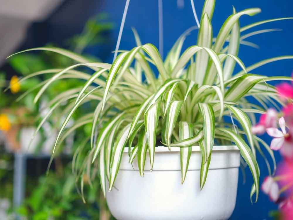 Spider Plant (Chlorophytum comosum)