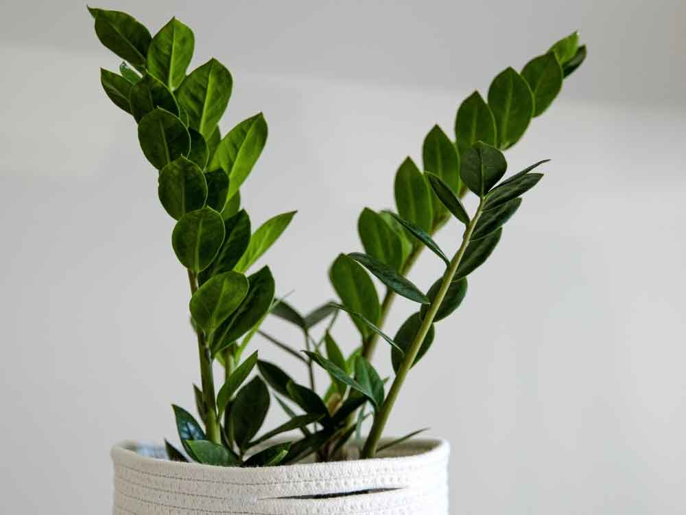 ZZ Plant (Zamioculcas zamiifolia)