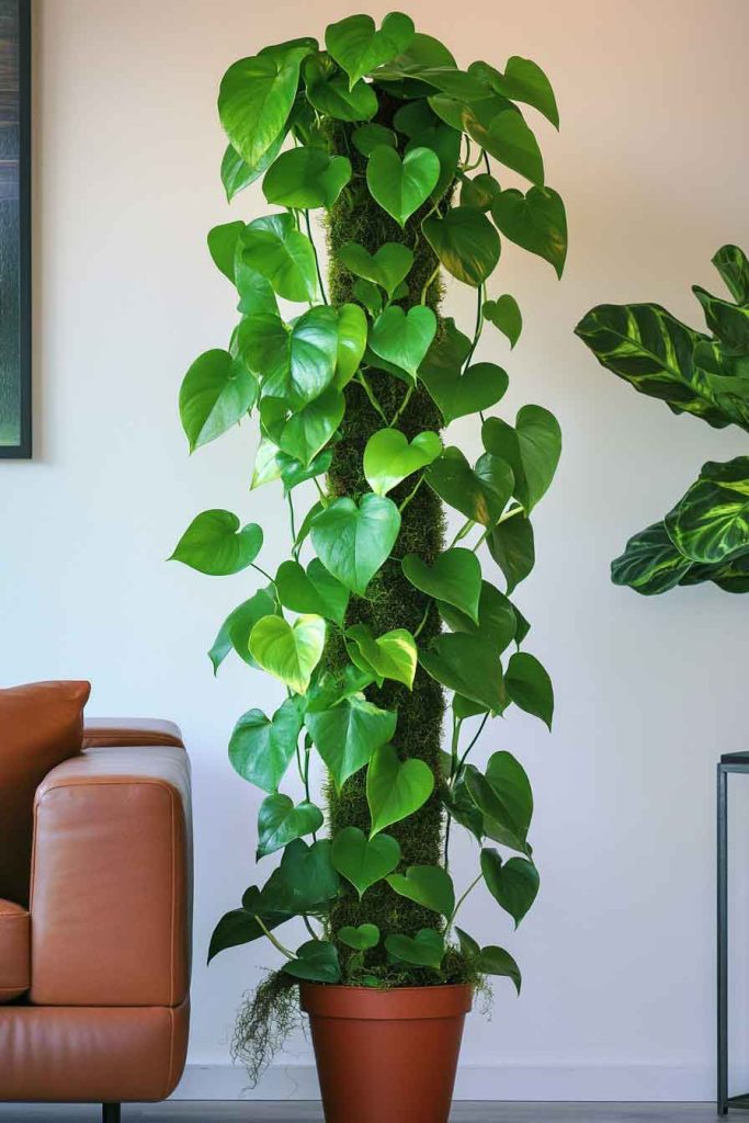 Classic Pothos Climbing Up a Moss Pole
