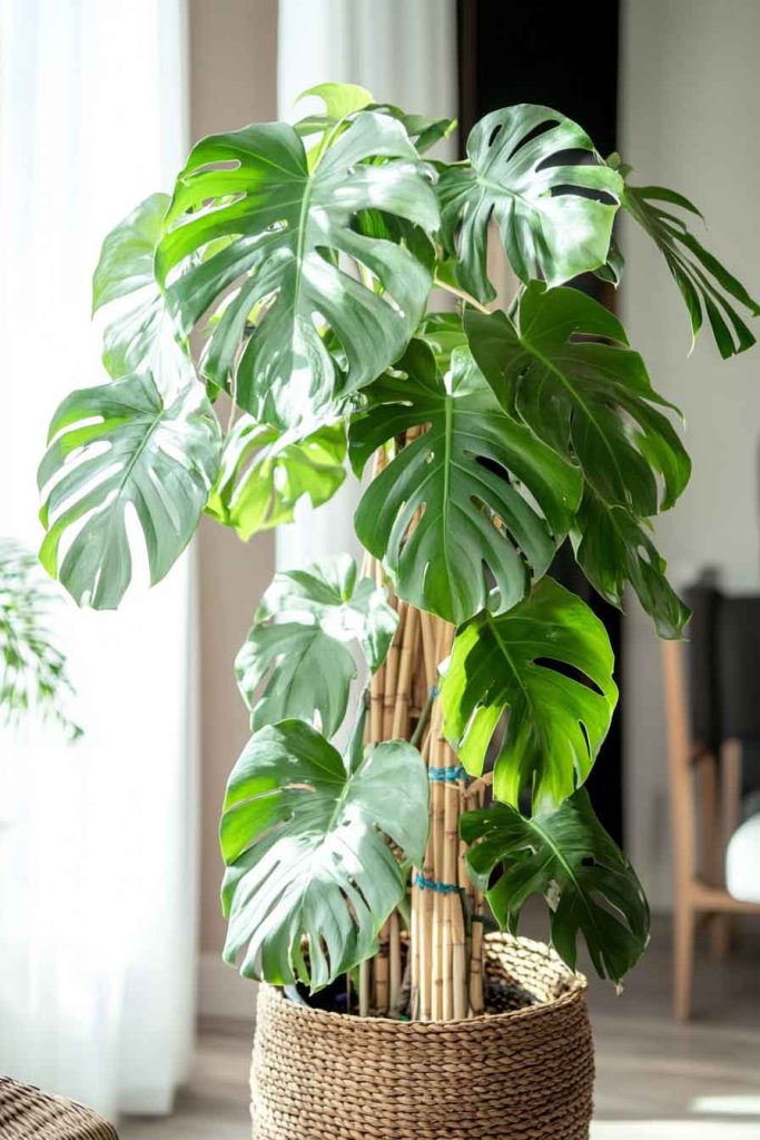 Monstera Deliciosa Training on a Bamboo Trellis