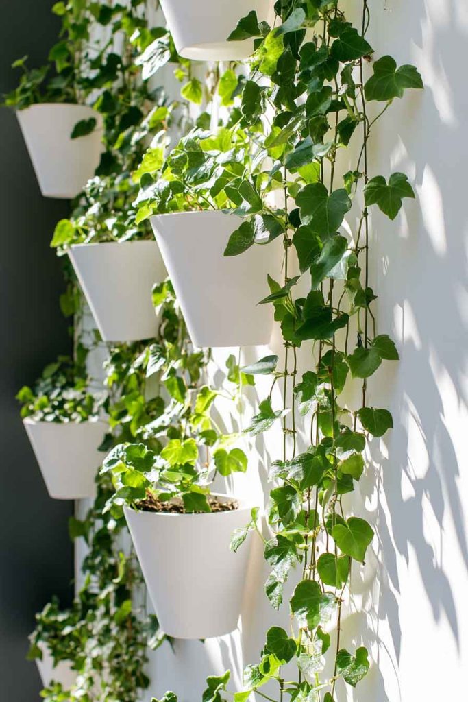 English Ivy Cascading from Wall-Mounted Planters