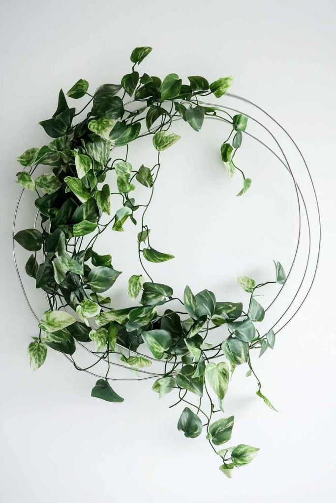 Hoya Climbing on a Circular Wire Frame