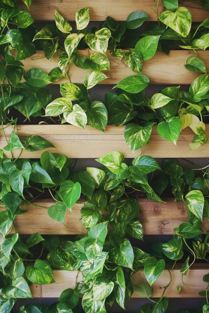 Pothos Varieties Creating a Living Wall