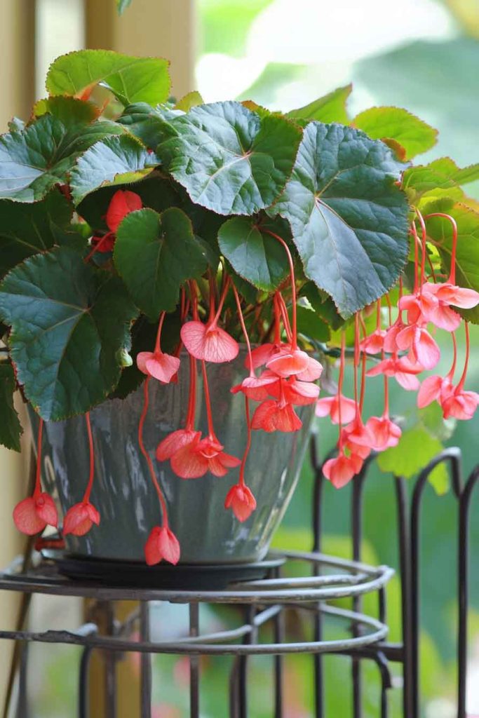 Climbing Begonia on a Trellis in Bright Light