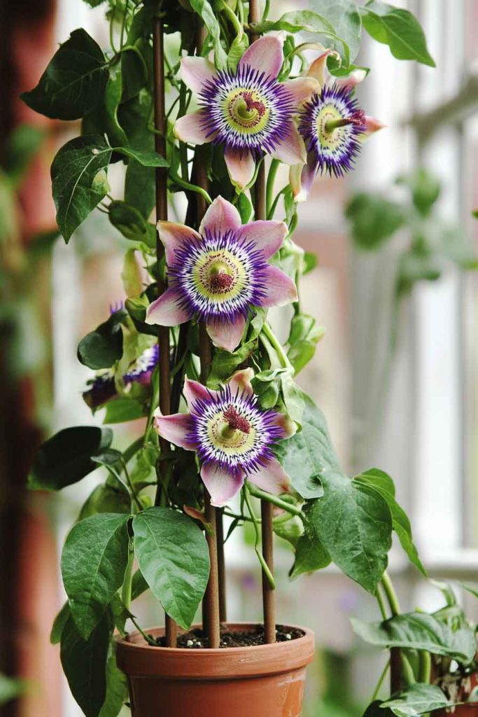 Passion Flower Vine Creating an Indoor Garden Feature