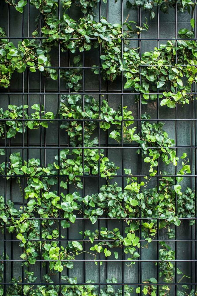 Creeping Fig Creating a Green Wall Installation