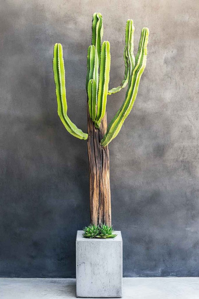 Climbing Cactus on a Tall Stake Support