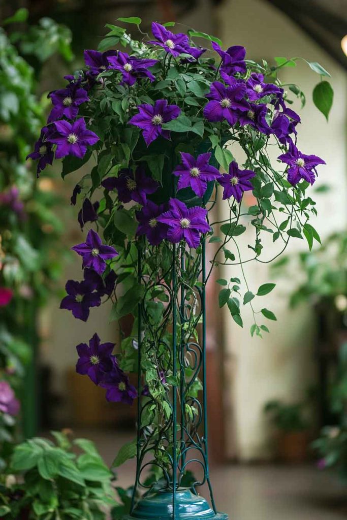 Clematis Vine in a Large Indoor Container