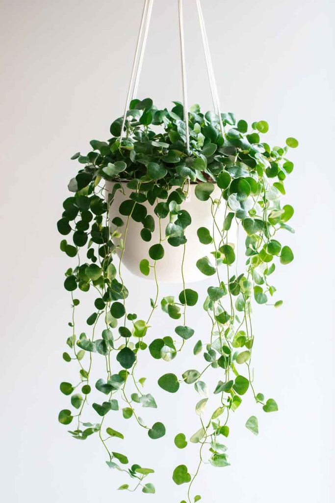 Trailing Peperomia Trained Upward on String