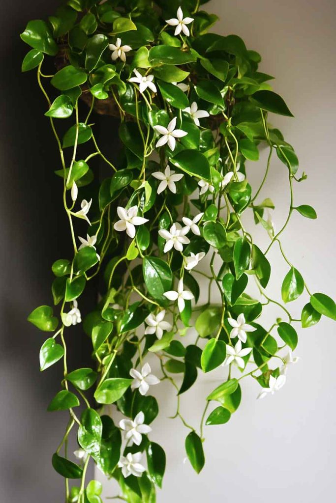 Wax Plant Creating a Cascading and Climbing Display