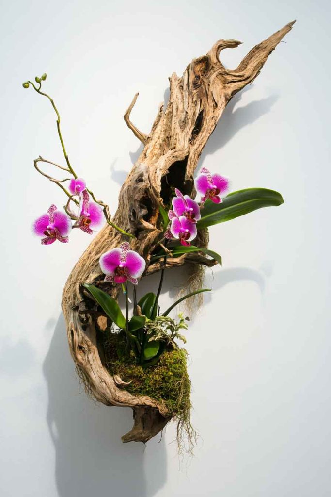 Climbing Orchid on Driftwood Mount