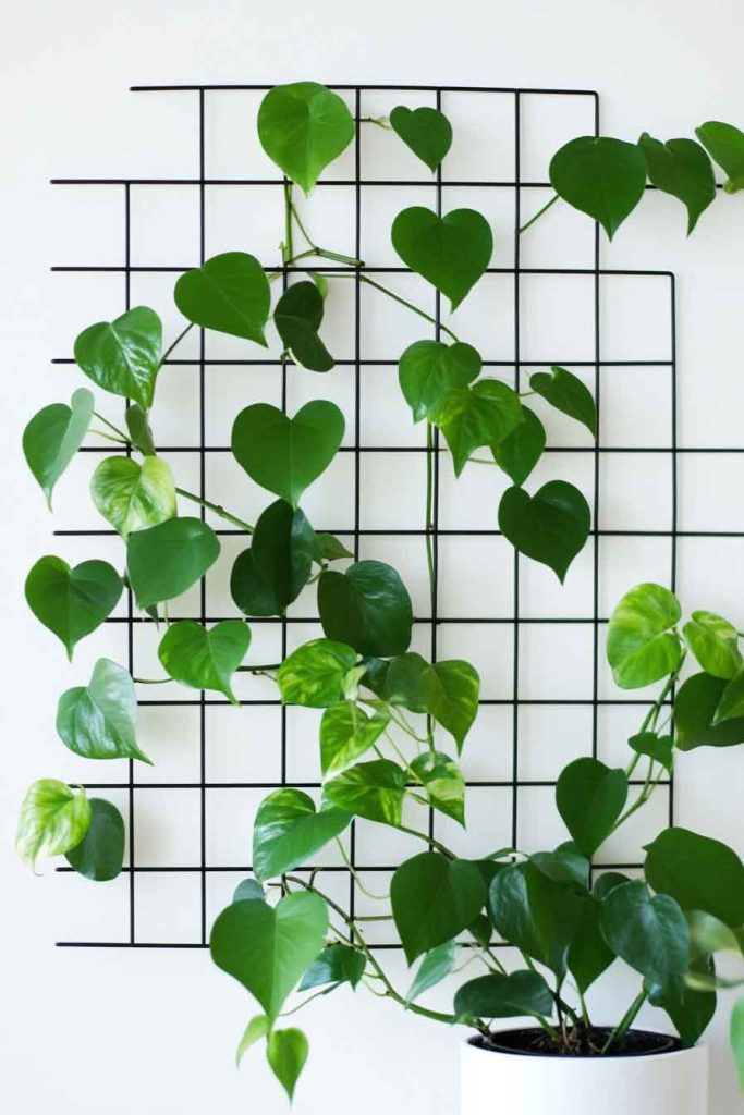 Swiss Cheese Vine on a Geometric Wall Grid