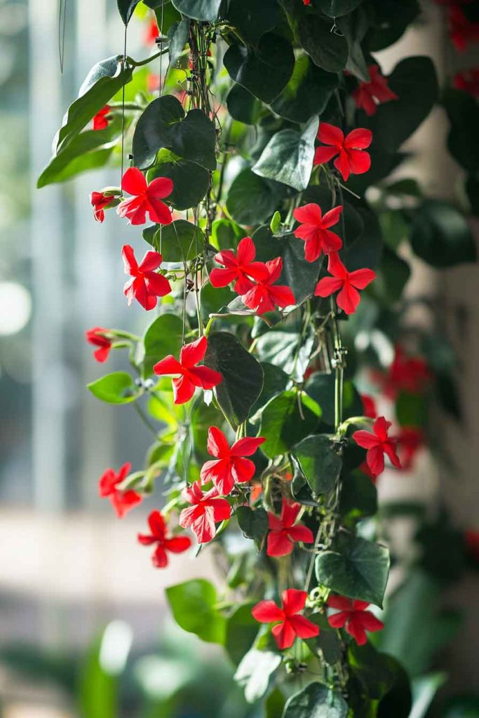 Lipstick Plant Climbing and Trailing Display