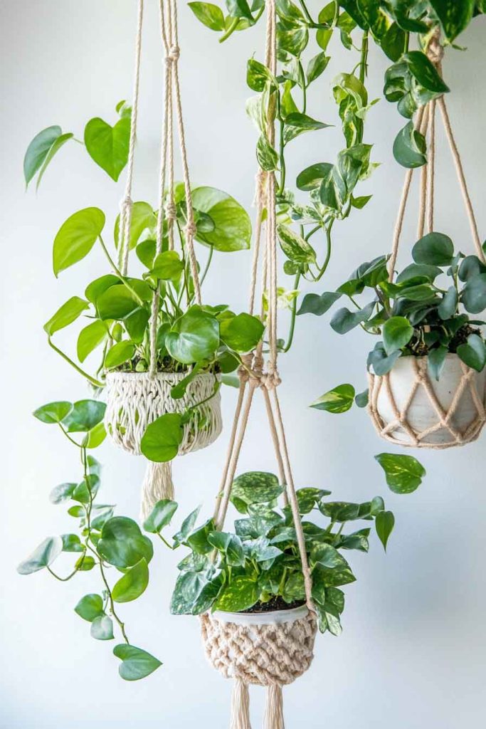 Pothos Collection on Macramé Wall Hanging