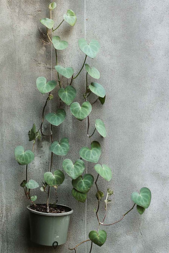 Climbing Ceropegia with Mixed Training Methods