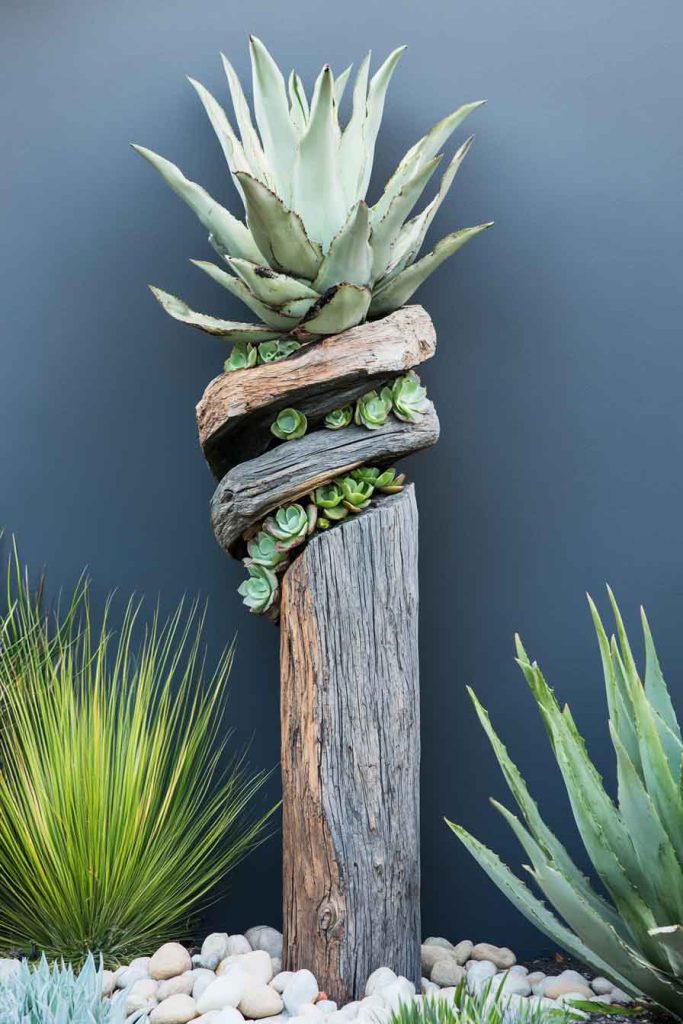 Climbing Aloe on a Vertical Support
