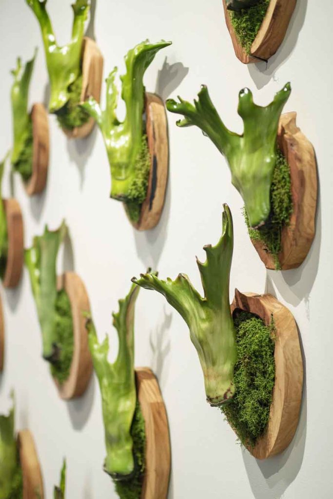Staghorn Fern Mounted as Climbing Wall Art
