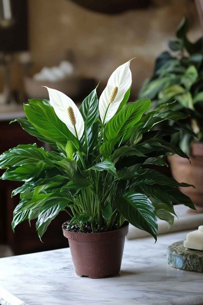 Peace Lily on Bathroom Counter
