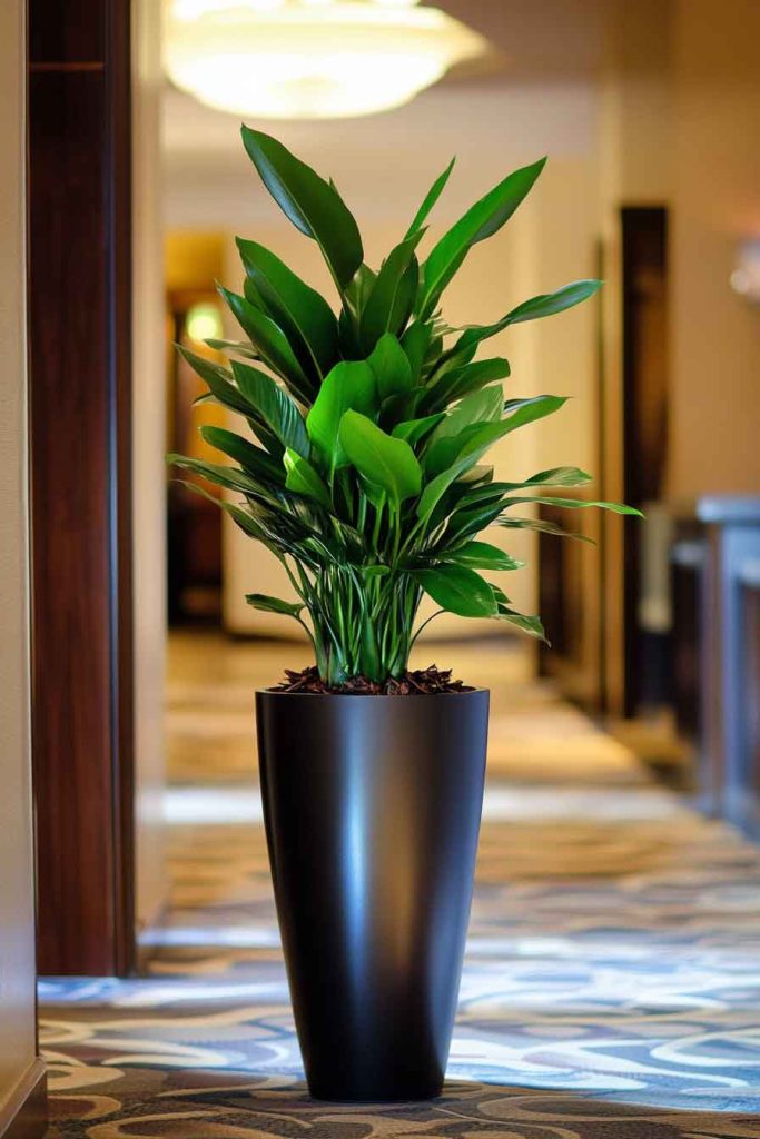 Cast Iron Plant in Tall Planter