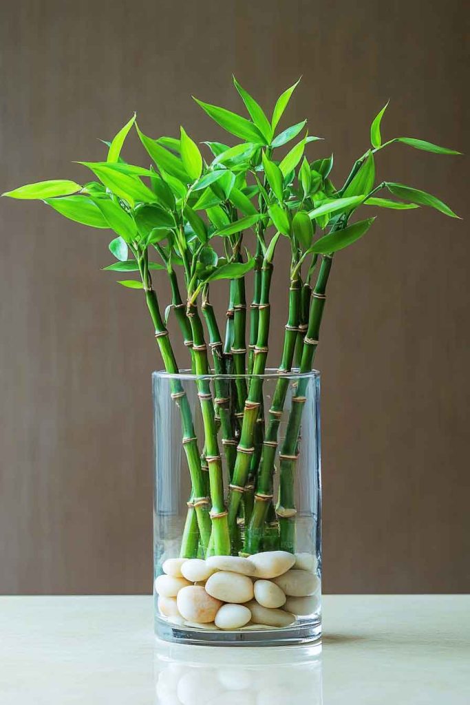 Lucky Bamboo in Glass Vase